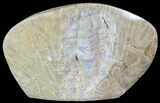 Free-Standing Polished Fossil Coral (Actinocyathus) Display #69367-2
